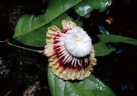 Image result for Napoleonaea gossweileri