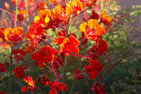 At the start of april, the sun sets at 8 pm, but by the end of the month, it's more like 8:40 pm. Drought Tolerant Plants For The Arizona Garden