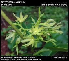 Image result for Cryptolepis apiculata