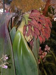 Image result for Bulbophyllum