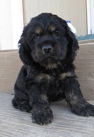 Black And Tan Cocker Spaniel Puppy 