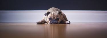 Pamper your pooch offers a practical approach to encouraging a life of happiness, comfort, and style for your canine. A Pampered Pooch
