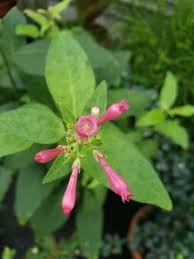 Image result for Cestrum elegans