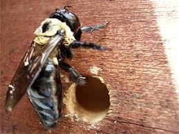 However, carpenter bees rarely sting because the males have no stingers and the females are docile. What Do Carpenter Bees Eat Do Carpenter Bees Eat Wood Best Bee Brothers