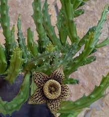 La mayoría de especies florecerán en algunos pocos años (menos de 5). Stapelia Apocynaceae Como Curar Y Cultivar Las Plantas De Stapelia