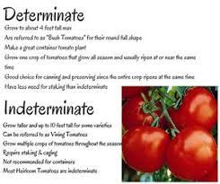 Requires training, caging and staking. Determinate Vs Indeterminate Wenke Greenhouses