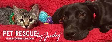 We rescued him on 2/6/21. Pet Rescue By Judy Home Facebook