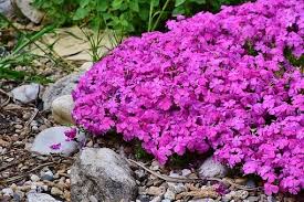 It can be positioned above the ground, or if you prefer, you can design the pit right into the terrain of your backyard. 7 Ways To Use Ground Covers In Your Yard Home Matters Ahs