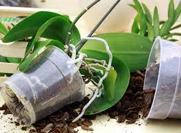 Meine orchideen schauen leider fast alle so aus. Orchideen Umtopfen Orchideen Eu