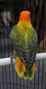 Maybe you would like to learn more about one of these? Perbedaan Warna Lovebird Josan Dark Green Dan Olive Binatang Peliharaan