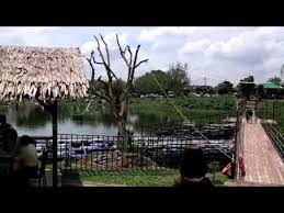 We never had such good quality musang king for some time and you can find it in sg chua kajang! Awet Thai Garden Sg Chua Kajang 1 11 11 Youtube