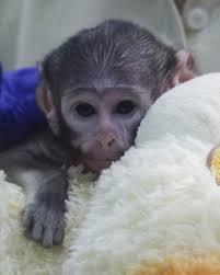 Meet Yuji, the baby monkey that has already stolen our heart. The six-week  old patas monkey wakes up every day clinging to a stuffed dog after his own  mother rejected him in