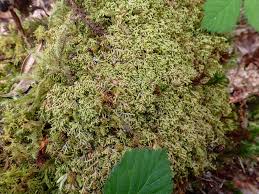 Image result for Lepidotrichilia