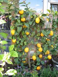 Check spelling or type a new query. Go Gardening Helping New Zealand Grow Garden Inspiration Tips And Advice From The Expert