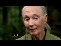 Dr. Jane Goodall: "Every animal is an individual."