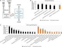 Maybe you would like to learn more about one of these? Frontiers Differentially Regulated Transcription Factors And Abc Transporters In A Mitochondrial Dynamics Mutant Can Alter Azole Susceptibility Of Aspergillus Fumigatus Microbiology
