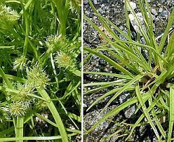 Image result for Cyperus squarrosus