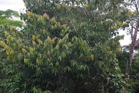 Image result for Polyceratocarpus gossweileri