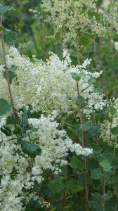 Image result for Lotus discolor