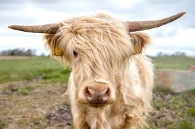 Image Result For Long Haired Cows Long Haired Cows Highland Cow Art Prints