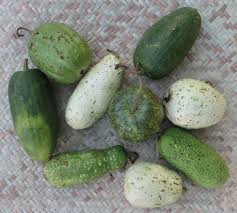 Image result for Lagenaria abyssinica