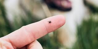 Maybe you would like to learn more about one of these? Tick Bite Symptoms Treatment And Prevention