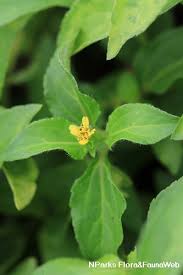 Image result for Synedrella nodiflora