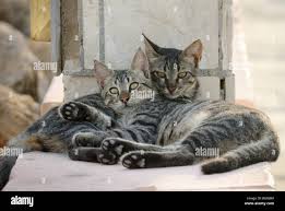 The Gray Two Kittens In The Sun Limassol Cyprus Stock Photo Alamy