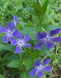 Image result for Vinca major