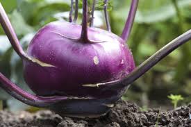 Nicolas A Rejoint Le Paradis Des Jardiniers Chou Rave Plantes Comestibles Jardinage