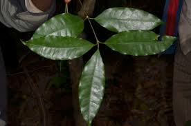 Image result for Pleiocarpa