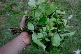 Image result for Opiliaceae