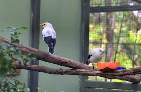 Mitos burung kematian burung emprit gantil. Fakta Burung Jalak Putih Mulai Dari Suara Sampai Bentuk Fisiknya Hobi Burung