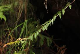 Image result for Gerrardinaceae