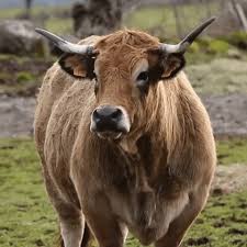 He heard if it was the year of the ox now and wanted to celebrate that as well cause he loves cows. Cow Grazing Gif By Euronews Find Share On Giphy