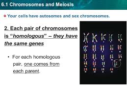 Meiosis review worksheet answer key pdf shows the number of misconceptions can be found. 6 1 Chromosomes And Meiosis Section 6 1 Chromosomes And Meiosis Write Everything That Is Underlined Ppt Download