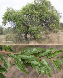 Image result for Ozoroa paniculosa