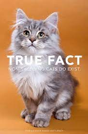 10 Top Non Shedding Cat Breeds Non Shedding Cats Cat Breeds Cat Allergies