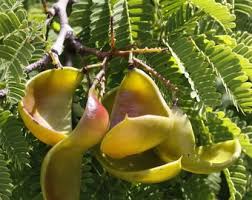 Image result for Culcasia orientalis