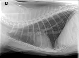 Cat sedation and xrays of full body following car accident. X Rays Ultrasound Emscote Vets In Warwick Leamington Spaemscote Vets