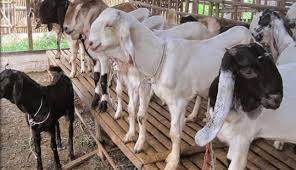 100 cm x 150 cm. Tahapan Beternak Kambing Etawa