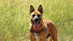 Signs your dog may detect cancer the key thing that makes dogs so adept at detecting cancer in a person is their sense of smell. 12 Signs Your Dog May Have Cancer Don T Ignore Them Caring For A Senior Dog