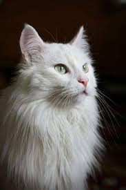 50 makanan yang boleh dan tidak boleh untuk kucing. Ciri Ciri Harga Dan Gambar Kucing Anggora Asli Satwapedia