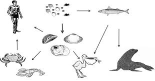 Image result for Amnesic Shellfish Poisoning