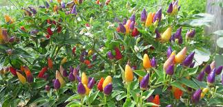 Enclose your yard with flowering hedges instead of fences to add color, texture, and even fragrance to your backyard space. Plants Of The Southwest Plants Of The Southwest