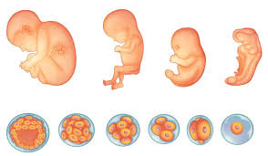Growth Chart Stages Of Fetal Growth In The Womb Iampregnant