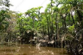 Image result for Chironia flexuosa