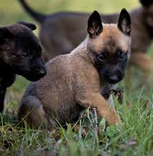 Belgian malinois for sale through lancaster puppies. Moss K9 Dutch Shepherd Malinois Puppies For Sale Breeder