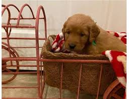 If you are interested in reserving a puppy please contact susan or george to learn more about any currently available puppies (we do. Reputable Golden Retriever Breeders In San Antonio Home Facebook