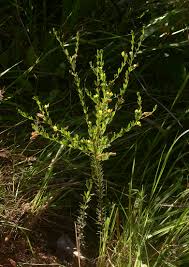 Image result for Crotalaria caudata